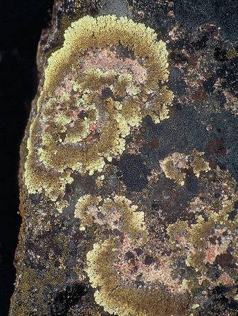 Imagem: Fotografia. Manchas amarelas em um tronco de árvore.   Fim da imagem.