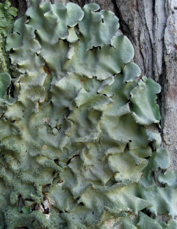 Imagem: Fotografia. Líquen amarelado no tronco de uma árvore.   Fim da imagem.