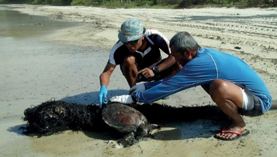Imagem: Fotografia. Dois homens estão agachados e segurando uma tartaruga na areia da praia, que está com as patas traseiras enroscadas em redes de pesca e suja de petróleo.  Fim da imagem.