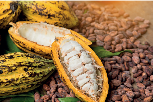 Imagem: Fotografia. Cacau em corte com semestre espalhadas entre fruto aberto. Fim da imagem.