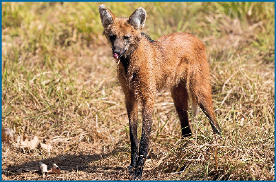Imagem: Fotografia. Um lobo-guará marrom sobre campo seco.   Fim da imagem.
