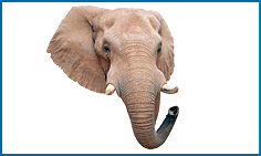 Imagem: Fotografia. Elefante.   Fim da imagem.