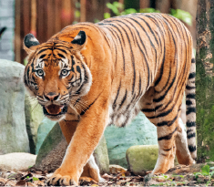 Imagem: Fotografia. Um tigre andando e ao fundo há árvores.  Fim da imagem.