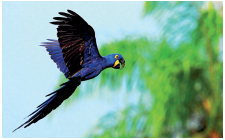 Imagem: Fotografia. Uma arara azul com bico preto, com as asas abertas voando.  Fim da imagem.