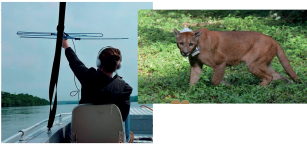 Imagem: 1. Fotografia de uma pessoa segurando uma antena dentro de um barco. 2. fotografia de uma onça em meio a vegetação.  Fim da imagem.