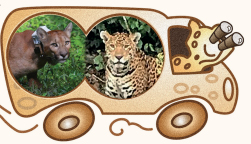 Imagem: ilustração de um ônibus, com uma onça no banco da frente segurando binóculos. Atrás, uma fotografia de uma onça lisa. Ao lado, uma fotografia de uma onça pintada. Fim da imagem.