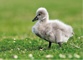 Imagem: Fotografia. Filhote de cisne. Fim da imagem.