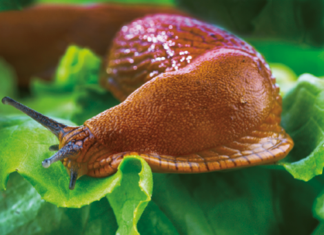 Imagem: Fotografia. Lesma marrom longa sobre uma folha verde. Fim da imagem.