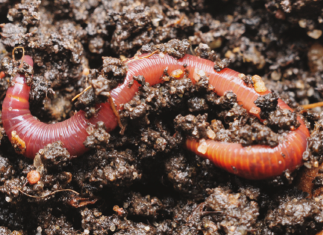 Imagem: Fotografia. Minhoca saindo da terra. Fim da imagem.