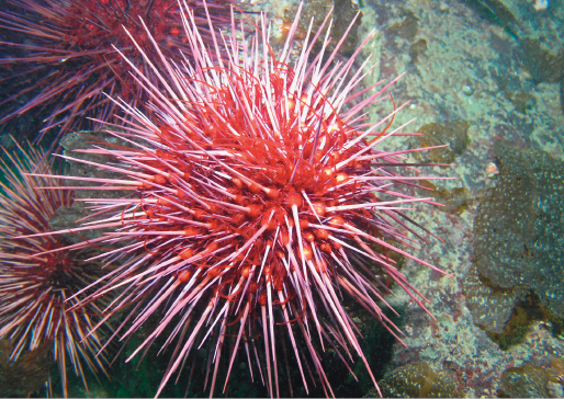 Imagem: Fotografia. Ouriço-do-mar-vermelho, tem formato circular com espinhos longos por todo o corpo. Fim da imagem.
