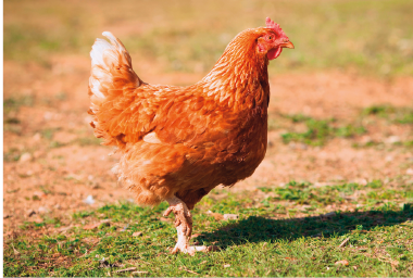 Imagem: Fotografia. Galinha laranja sobre um gramado. Fim da imagem.