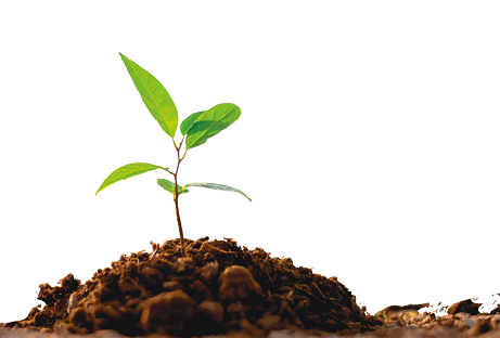 Imagem: Fotografia. Montinho de terra com uma pequena planta com quatro folhas verdes. Fim da imagem.