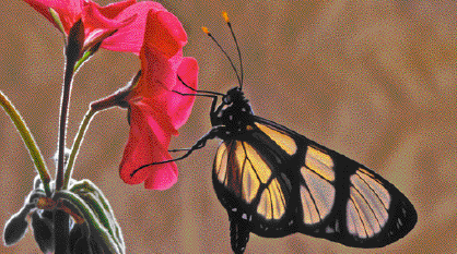 Imagem: Fotografia. Borboleta sobre uma flor rosa. Ela possui asa preta e amarela com as pontas levemente translúcidas. Fim da imagem.