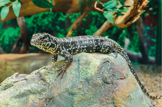 Imagem: Fotografia. Lagarto verde sobre uma pedra ao redor de uma floresta. Fim da imagem.