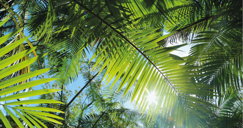 Imagem: Fotografia. Vista do chão para o céu com folhas cobertas fechadas com feixes de luz entrando. Fim da imagem.
