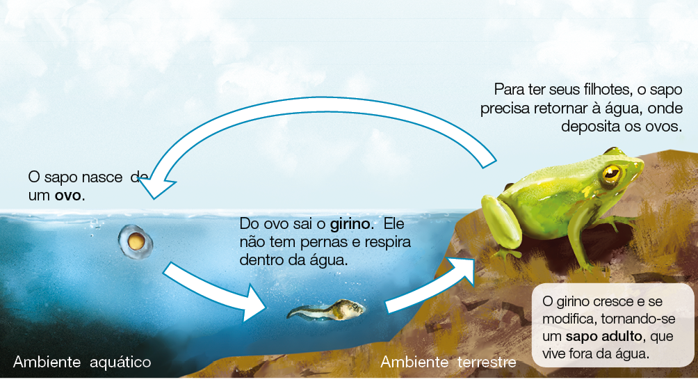 Imagem: Esquema. Ilustração de lago com parte de terra com um ovo, um girino e um sapo em um ciclo indicado por setas. Seta do sapo indica “o sapo nasce de um ovo”. Do ovo no fundo da água com seta para o girino indicando “do ovo sai o girino. Ele não tem pernas e respira dentro da água”. E do girino, seta indica para o sapo “O girino cresce e se modifica, tornando-se um sapo adulto, que vive fora da água”. Acima, o texto “Para ter seus filhotes, o sapo precisa retornar à água, onde deposita os ovos”. O ciclo se repete. Fim da imagem.