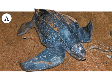 Imagem: Fotografia. A: tartaruga marinha sobre a areia.  Fim da imagem.