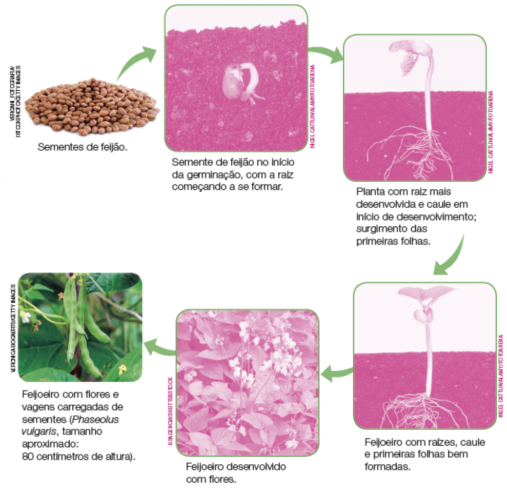Imagem: Fotografia. Esquema. 1 - Sementes de feijão: Sementes de feijão amontoado. 2 - Seta indica: Semente de feijão no início da germinação, com a raiz começando a se formar. Fotografia de grão de feijão na terra soltando a raiz. 3 - Seta indica: Planta com raiz mais desenvolvida e caule em início de desenvolvimento; surgimento das primeiras folhas. Fotografia em vista frontal de uma planta de feijão saindo da terra com folhas fechadas e raízes no interior da terra à mostra. 4 - Seta indica: Feijoeiro com raízes, caule e primeiras folhas bem formadas. Fotografia em vista frontal de uma planta de feijão crescida com folhas abertas e raízes no interior da terra à mostra. 5 - Seta indica: Feijoeiro desenvolvido com flores. Fotografia destacando flores pequenas amarelas com folhas curtas. 6 - Seta indica: Feijoeiro com flores e vagens carregadas de sementes (Phaseolus vulgaris, tamanho aproximado: 80 centímetros de altura). Cápsulas com sementes penduradas em galhos. Fim da imagem.