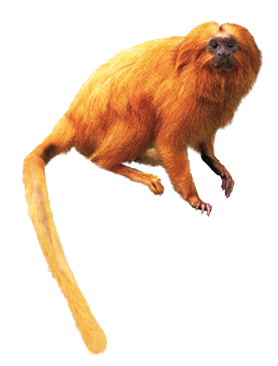 Imagem: Fotografia. Mico leão dourado. Fim da imagem.