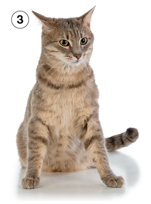 Imagem: Fotografia. 3: Gato cinza rajado.  Fim da imagem.