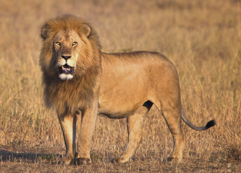 Imagem: Fotografia. Leão caramelo sobre um campo seco aberto. Fim da imagem.