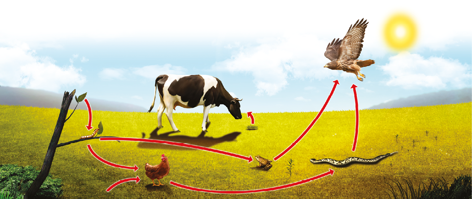 Imagem: Esquema. Ilustração de animais em um campo aberto com sol intenso. Seta da grama para uma vaca e galinha.  Folhas de uma árvore possui seta para uma lagarta. Lagarta possui setas para galinha e um sapo. Galinha possui seta para uma serpente. Sapo e cobra possuem setas para um gavião.  Fim da imagem.
