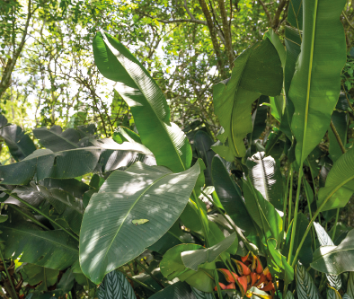 Imagem: Fotografia de plantas com folhas largas em meio à vegetação densa. Fim da imagem.