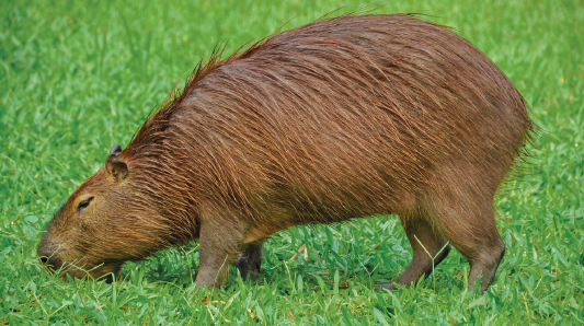 Imagem: Fotografia. Vista de capivara marrom em gramado. Fim da imagem.