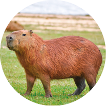 Imagem: Fotografia. Capivara marrom em campo aberto. Fim da imagem.