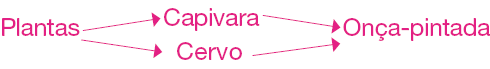 Esquema. Plantas com setas para capivara e cervo. Capivara e cervo com setas para onça-pintada.