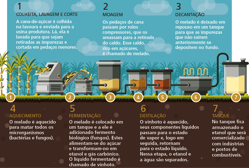 Imagem: Esquema. Ilustração do processo de canas plantadas indicando número 1, seguido por máquina de moer cana indica número 2. Tanque maior ligado a máquina indica número 3. Tanque central indica número 4. Tanque com líquido interligado indica número 5. Máquina com tubos amarrados aos tanques indica número 6. Ligando a tanque final indica número 7. 1 – COLHEITA, LAVAGEM E CORTE: A cana-de-açúcar é colhida na lavoura e enviada para a usina produtora. Lá, ela é lavada para que sejam retiradas as impurezas e cortada em pedaços menores. 2 – MOAGEM: Os pedaços de cana passam por rolos compressores, que os amassam para a retirada do caldo. Esse caldo, rico em açúcares, é chamado de melado. 3 – DECANTAÇÃO: O melado é deixado em repouso em um tanque para que as impurezas que não saíram anteriormente se depositem no fundo. 4 – AQUECIMENTO: O melado é aquecido para matar todos os microrganismos (bactérias e fungos). 5 – FERMENTAÇÃO: O melado é colocado em um tanque e a ele é adicionado fermento biológico (fungos). Estes alimentam-se do açúcar e transformam-no em etanol e gás carbônico. O líquido fermentado é chamado de vinhoto. 6 – DESTILAÇÃO: O vinhoto é aquecido, seus componentes líquidos passam para o estado de vapor e, logo em seguida, retornam para o estado líquido. Nessa etapa, o etanol e a água são separados. 7 – TANQUE: No tanque fica armazenado o etanol que será comercializado com indústrias e postos de combustíveis. Fim da imagem.