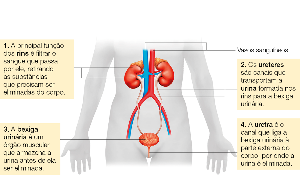 Imagem: Ilustração. Destaque de tronco de um corpo humano. Há destaque de órgãos ligados a vasos sanguíneos: 1 - A principal função dos rins é filtrar o sangue que passa por ele, retirando as substâncias que precisam ser eliminadas do corpo; 2 - Os ureteres são canais que transportam a urina formada nos rins para a bexiga urinária; 3 - A bexiga urinária é um órgão muscular que armazena a urina antes de ela ser eliminada; 4 - A uretra é o canal que liga a bexiga urinária à parte externa do corpo, por onde a urina é eliminada. Fim da imagem.