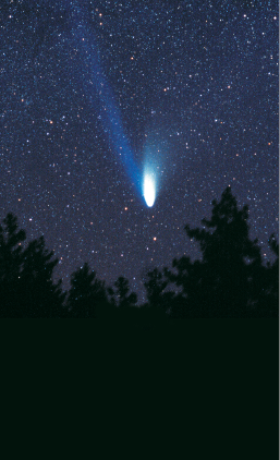 Imagem: Fotografia. Vista do céu através de uma floresta. No céu noturno coberto por estrelas, há um destaque de um grande ponto luminoso no centro. Fim da imagem.