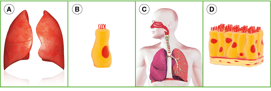 Imagem: Ilustração. A: Dois órgãos triangulares. B: Célula retangular com núcleo central e tentáculos na parte superior. C: Sistema respiratório em um corpo. D: células retangulares ligadas com núcleos centrais em cada uma e tentáculos na parte superior. Fim da imagem.