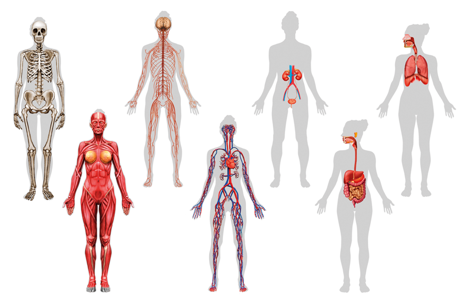 Imagem: Ilustração. Contorno de um corpo com destaque de um esqueleto por todo o corpo. Ilustração. Contorno de um corpo com destaque de um cérebro com ligações do sistema urinário com rins em destaque. Ilustração. Contorno de um corpo com destaque de um cérebro com ligações do sistema respiratório com destaque do pulmão. Ilustração. Contorno de um corpo com destaque de um cérebro com ligações do sistema muscular por todo o corpo. Ilustração. Contorno de um corpo com destaque de um coração com ligações do sistema circulatório com veias ligadas ao coração percorrendo por todo o corpo. Ilustração. Contorno de um corpo com destaque de um cérebro com ligações do sistema digestivo com destaque do estômago e intestino.  Fim da imagem.