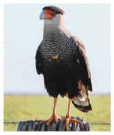 Imagem: Fotografia. Gavião carcará, ave com penas em tons de preto e bico laranja.  Fim da imagem.