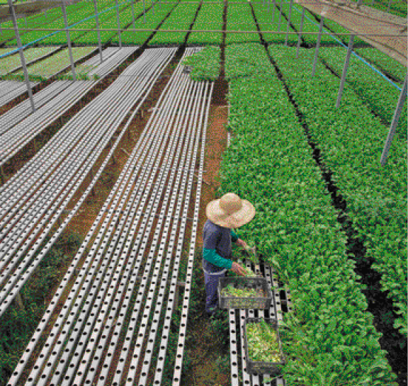 Imagem: Fotografia. Vista aérea de uma pessoa com chapéu em uma plantação.  Fim da imagem.