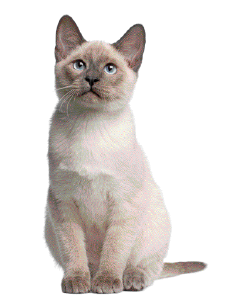 Imagem: Fotografia. Um gato cinza sentado.  Fim da imagem.