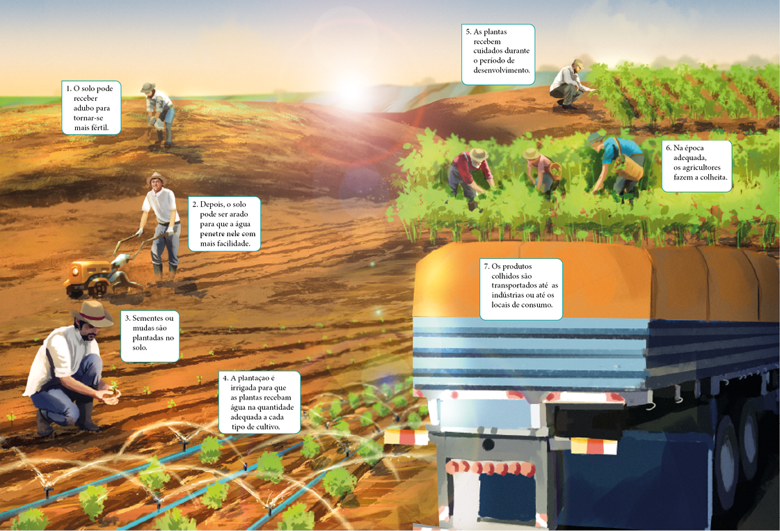 Imagem: Infográfico. Série de figuras numeradas. 1: um homem de camisa branca e chapéu despejando o conteúdo de um saco na terra. O solo pode receber adubo para tornar-se mais fértil. 2: o homem segura uma máquina parecida com um carrinho nas mãos. Depois, o solo pode ser arado para que a água penetre nele com mais facilidade. 3: o homem está abaixado segurando mudas. Sementes ou mudas são plantadas no solo. 4: fileiras de mudas sendo irrigadas por jatos de água. A plantação é irrigada para que as plantas recebam água na quantidade adequada a cada tipo de cultivo. 5: o homem está abaixado ao lado da plantação. As plantas recebem cuidados durante o período de desenvolvimento. 6: três trabalhadores estão abaixados na plantação. Na época adequada, os agricultores fazem a colheita. 7: um caminhão. Os produtos colhidos são transportados até as indústrias ou até os locais de consumo.  Fim da imagem.