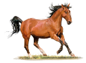 Imagem: Fotografia. Um cavalo marrom de pé, com uma das patas erguida.   Fim da imagem.