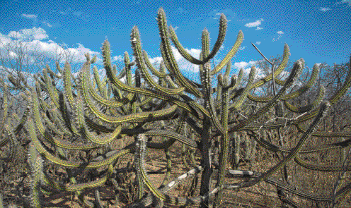 Imagem: Fotografia. Cactos.   Fim da imagem.