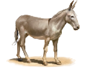 Imagem: Esquema. Animais de grande porte. Ao redor, quatro linhas, cada uma levando até um animal: Mula, Asininos: fazem o transporte de pessoas e de mercadorias.  Fim da imagem.