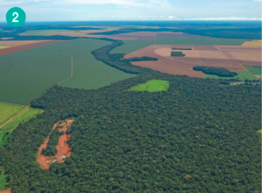Imagem: Fotografia. Vista aérea de uma área coberta por vegetação.   Fim da imagem.