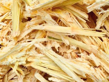 Imagem: Fotografia. Pedaços de cana-de-açúcar.  Fim da imagem.