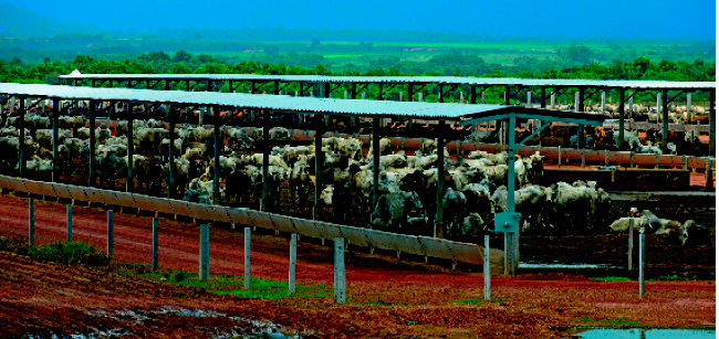 Imagem: Fotografia. Uma área cercada com bois dentro. Nos cantos há partes cobertas por um telhado.  Fim da imagem.