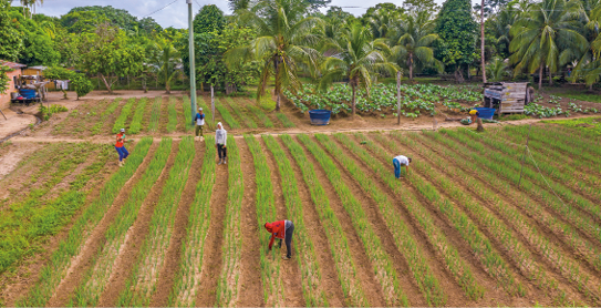 Imagem: Fotografia. Algumas pessoas espalhadas em uma plantação organizada em fileiras. Algumas delas estão abaixadas colhendo. Fim da imagem.