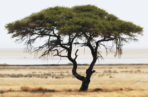 Imagem: Fotografia. Em uma área descampada, destaque de uma árvore de tronco grosso retorcido, muitos galhos ramificados e copa verde e cheia.  Fim da imagem.