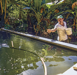 Imagem: Fotografia. Um homem segura um balde ao lado de um reservatório de água com peixes. Ao fundo, muitas árvores.   Fim da imagem.