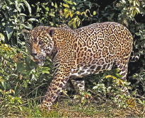 Imagem: Fotografia. Um animal quadrupede de grande porte, pele amarelada e pintas pretas espalhadas no corpo.  Fim da imagem.