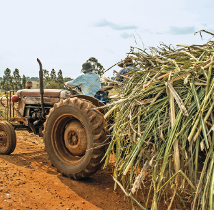Imagem: Fotografia. Em uma estrada de terra, um homem de camisa e chapéu dirige um trator em meio a uma colheita.  Fim da imagem.